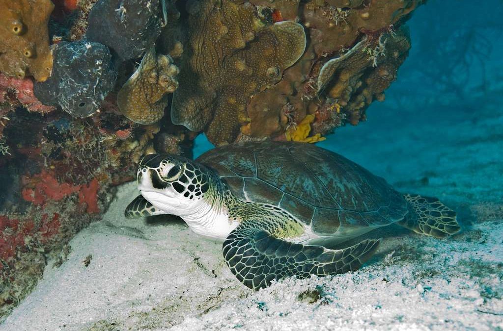 Witnessing the Lumbering of a Green Sea Turtle: Celebrating Sea Turtle Week