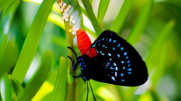 The Triumphant Return of Atala Butterflies to Bradley Park