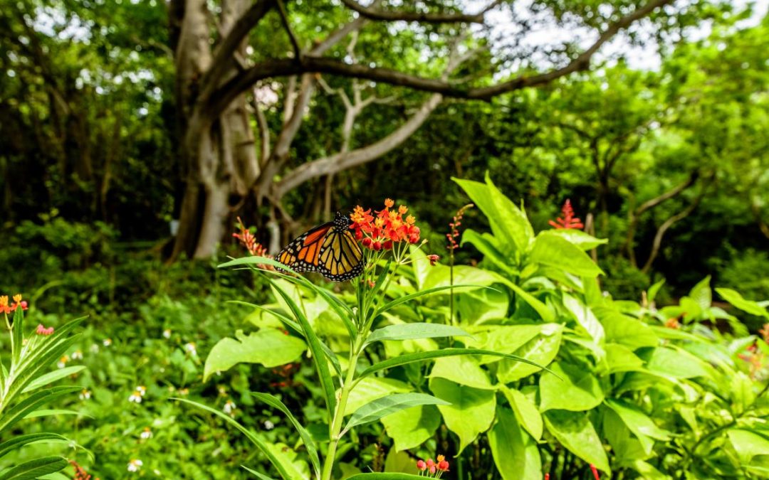 Exploring the Wild Wonders of The Palm Beaches