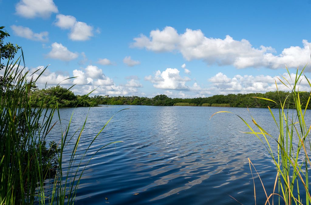 Saving a Slice of Paradise: The Everglades’ Fight for Survival