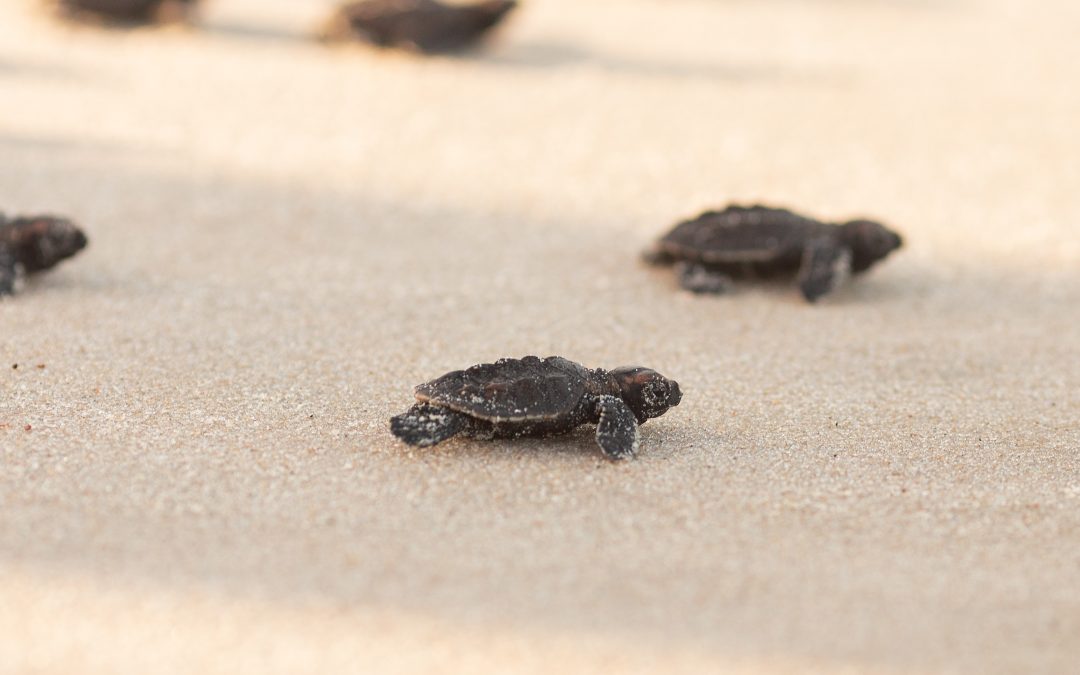 Protecting Sea Turtles: Palm Beach’s Lights Out Ordinance