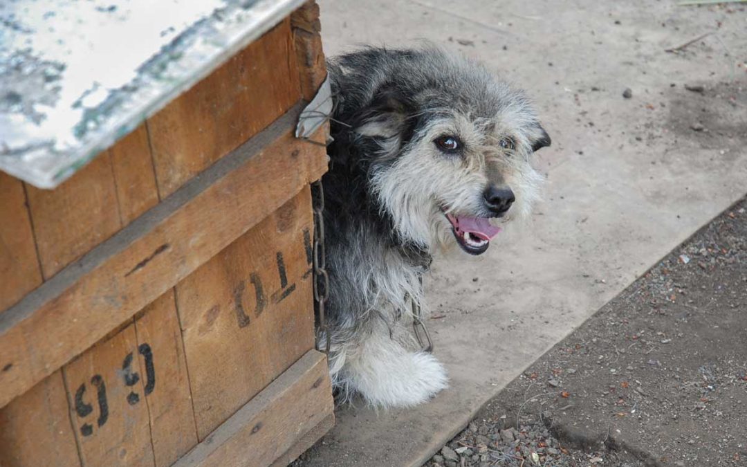 Uniting to Rescue Unhoused Puppies in Royal Palm Beach