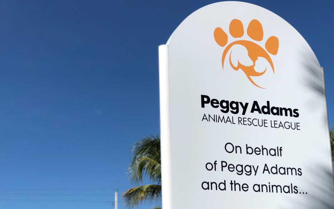 Over 200 Kittens Await Your Love at Peggy Adams: Become a Foster Hero Today