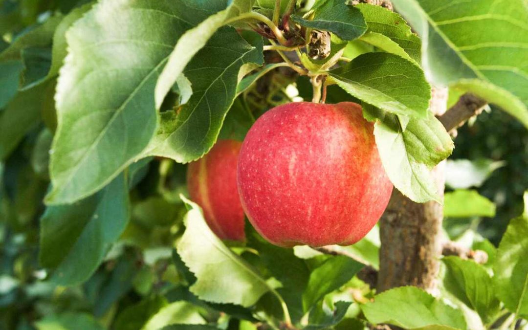 Explore Fresh Produce and Apple Orchards at Bedner’s Farm Fresh Market