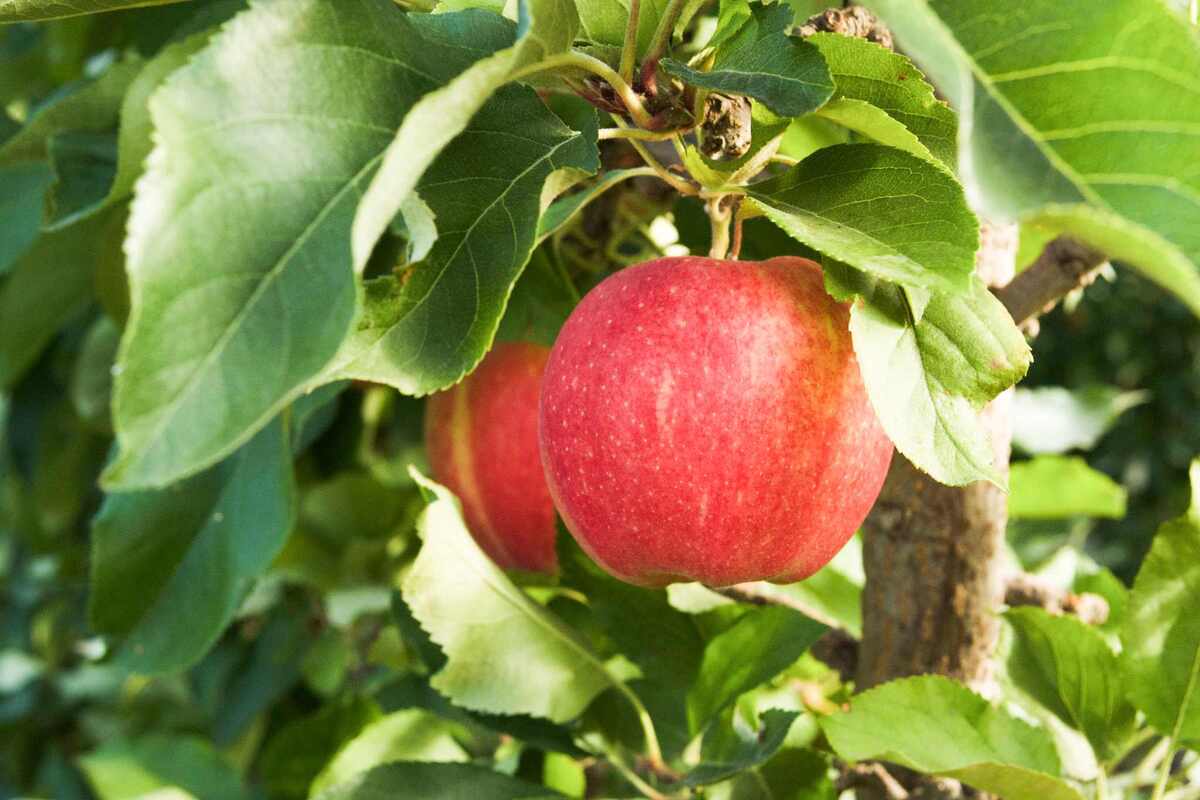 Explore Fresh Produce and Apple Orchards at Bedner's Farm Fresh Market