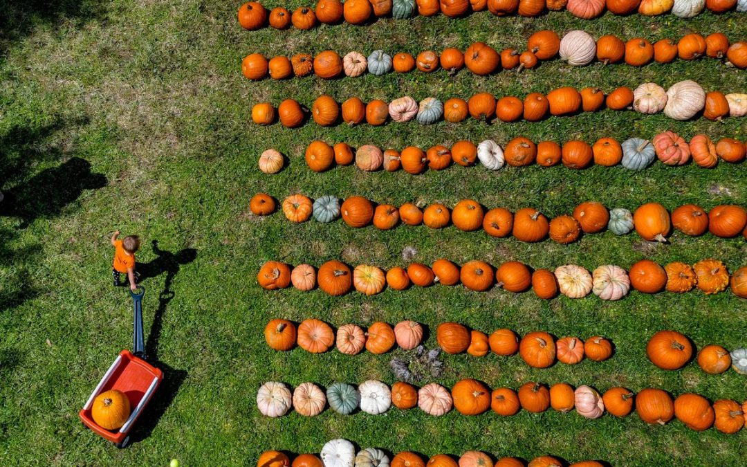 OLQA Pumpkin Patch Returns: A Must-Visit for Fall Festivities!